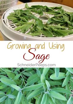 sage growing in a basket with the words growing and using sage