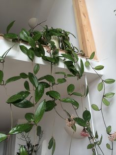 the plants are growing on the shelf in the room, and it is hard to tell what they are