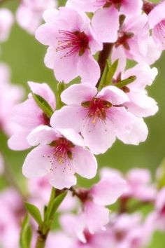 some pink flowers are blooming on a branch in the sun and green grass behind them