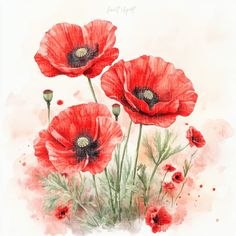 watercolor painting of three red poppies