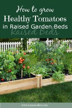 a garden with tomatoes growing in raised beds and text overlay how to grow healthy tomatoes in raised garden beds