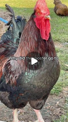 a black and red rooster standing on top of a grass covered field next to chickens