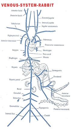 diagram of the venous system - rabbit