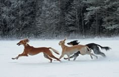 three horses running in the snow near trees