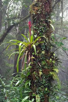 a very tall tree covered in lots of green plants and flowers on it's side