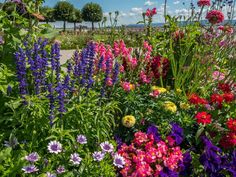 many different colored flowers in a garden