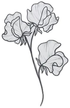 a drawing of three flowers on a white background