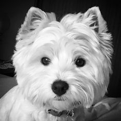 a small white dog sitting on top of a bed