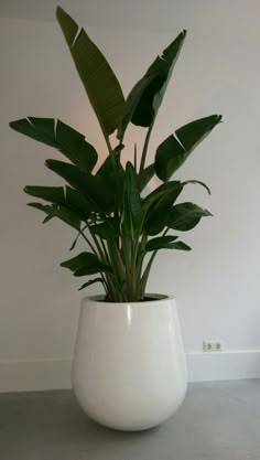 a potted plant in a white vase on top of a gray flooring area