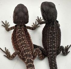 two lizards are standing next to each other