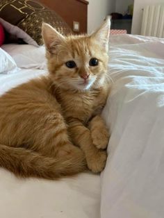 an orange cat laying on top of a bed