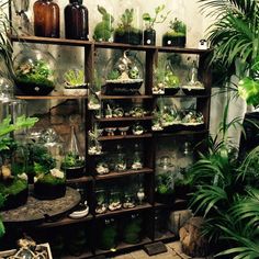 a room filled with lots of plants and vases full of different types of plants