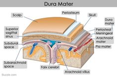 the structure of an animal's ear