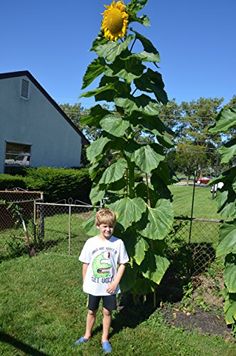 a young boy standing next to a tall sunflower