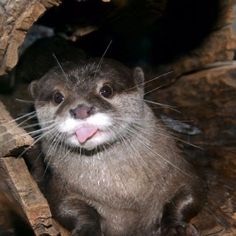 an otter sticking its tongue out while sitting on some logs and looking at the camera