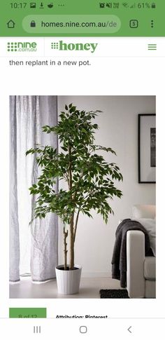 a potted plant sitting on top of a white table next to a couch and window