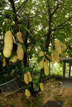 there are many fruits hanging from the trees in the yard, and one is yellow