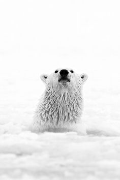 a black and white photo of a polar bear swimming in the water with it's eyes open