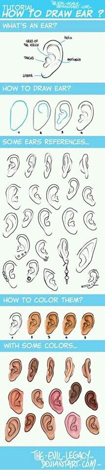 the different types of ear shapes and how to draw them