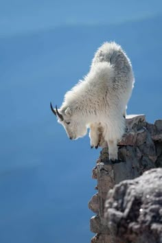 a mountain goat standing on top of a rock wall next to the blue sky and water