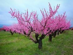 pink flowers are blooming on trees in an open field