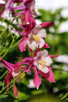 pink and white flowers with green leaves in the background