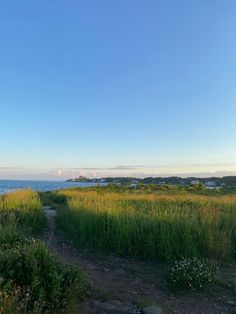 a dirt path leading to the ocean with tall grass and wildflowers in the foreground