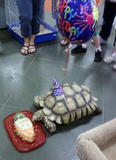 an image of a turtle eating cake on the floor