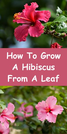 pink flowers with the words how to grow a hibiscus from a leaf