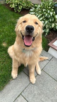 a golden retriever sitting on the ground with its tongue out