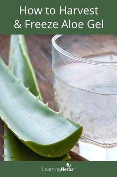 an aloe plant next to a glass of water with the words comment faire du gel d'aloe vera