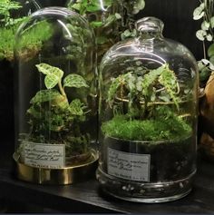 two glass domes filled with plants on top of a shelf