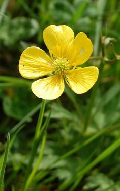 a yellow flower in the middle of some grass