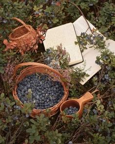 blueberries in a basket next to an open book and two wooden utensils