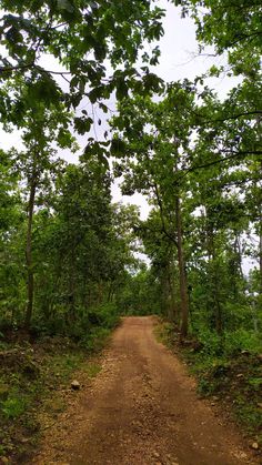 a dirt road surrounded by trees on both sides