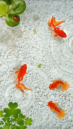 several goldfish in an aquarium with green plants