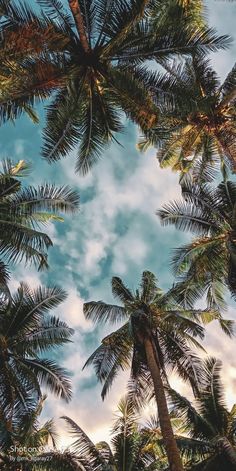 looking up at the tops of palm trees