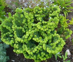 a close up of a plant with green leaves