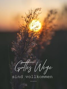 the sun is setting behind some plants in front of an orange and yellow sky with words that read, grits wege sind vollkomen