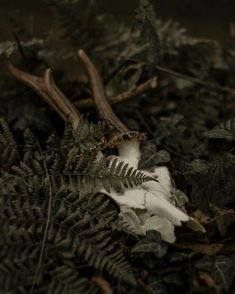 a fern leaf laying on the ground next to other plants and leaves with white, brown, and black colors