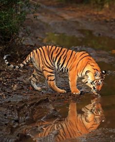 a tiger drinking water from a small pond