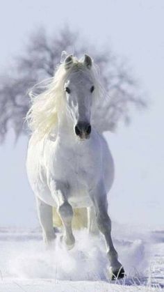 a white horse is running in the snow