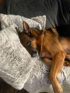 a brown dog laying on top of a fluffy white pillow covered in fur and looking at the camera