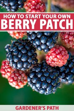 berries growing on a tree with text overlay how to start your own berry patch garden's path