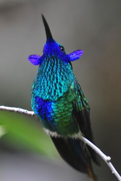 a blue and green bird sitting on top of a tree branch