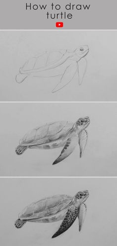 How to draw Turtle: Turtle drawing video Drawing Of Sea Turtle, Drawing A Turtle Step By Step, Drawing A Sea Turtle, Sketches Sea Creatures, Sea Turtle Pencil Drawing, Penyu Drawing, Pencil Sketch Ideas Easy, How To Draw Sea Turtle Step By Step, Sea Turtle Sketch Simple