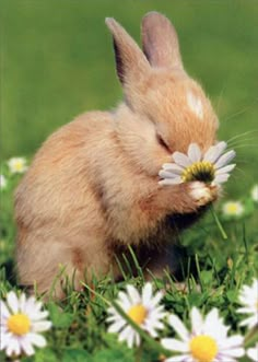 a small rabbit is smelling a flower in the grass with daisies on its nose