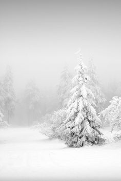 snow covered pine trees in the middle of winter