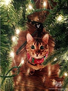 a cat sitting in the middle of a christmas tree with lights on it's branches