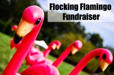 pink flamingos sitting in the grass with text that reads flocking flamingo fundraiser